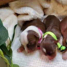 Miniature Australian Shepherd Puppies from Barnyard Mini Aussies