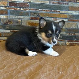 Girl 4 - Black and tan female Pembroke Welsh Corgi puppy in Visalia, California from VIP Stables