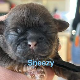 Sneezy - Chocolate and tan female Shih Tzu puppy in Bloomfield, Indiana from Meihem Pups