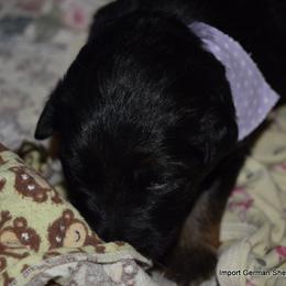German Shepherd Puppies from Import German Shepherds of Kansas