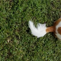 Rumple - Nord Wachhund