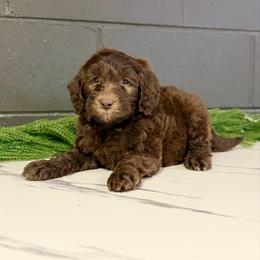 Molly - Brown female Bernedoodle puppy in Winfield, Alabama from Rose Lane Doodles
