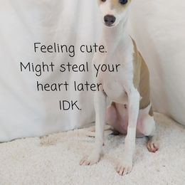 Italian Greyhound Puppies from Alura Italian Greyhounds