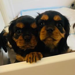 Mocha - Black and tan female Cavalier King Charles Spaniel puppy in Clemmons, North Carolina from Crown Jewel Cavaliers