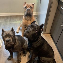 Cane Corso from Forbidden Fruits Cane Corso