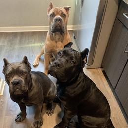 Cane Corso from Forbidden Fruits Cane Corso