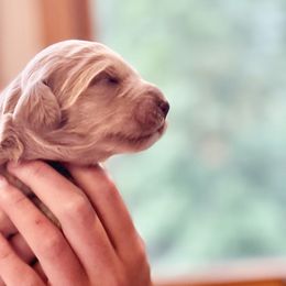 Bernedoodles from Pippi's Puppies