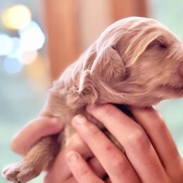 Bernedoodles from Pippi's Puppies