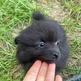 Salagadoola - Black female Pomeranian puppy in Bamberg, South Carolina from Shakhor Ohr Collies and Pomeranians