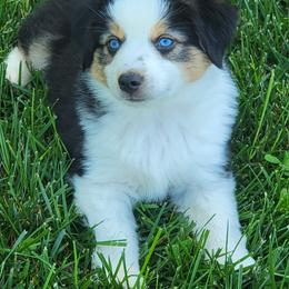 Aussiedoodle, Miniature Australian Shepherd, and Toy Australian Shepherd Puppies from Cane Creek Aussies