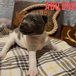 Abilene - White and blue female Rat Terrier puppy in Lynn, Alabama from Cryptic Rat Terriers