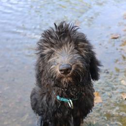 Moose - Black male Whoodle puppy in Smallett, Missouri from Leshas Whoodles