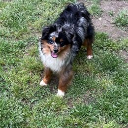 Little Putt - Blue merle Miniature Australian Shepherd puppy in Tennessee from Coolsprings Aussies
