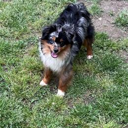 Little Putt - Blue merle Miniature Australian Shepherd puppy in Tennessee from Coolsprings Aussies