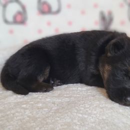Widow - Black and tan German Shepherd puppy in Warner Robins, Georgia from MaeBella Shepherd Kennels