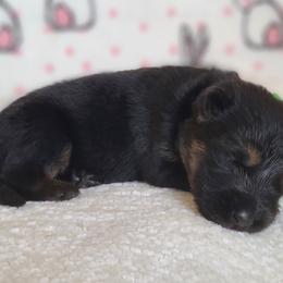 Widow - Black and tan German Shepherd puppy in Warner Robins, Georgia from MaeBella Shepherd Kennels