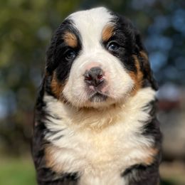 Juliet - Black rust and white Bernese Mountain Dog puppy in New Haven, Indiana from Milan Berners