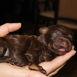 Fudgemallow - Phantom male Bernedoodle puppy in Ohio from Moore Doodles