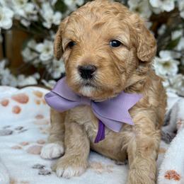 Zoe - Apricot female Goldendoodle puppy in Yuciapa, California from AlltheDoodlez_