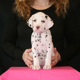 Dalmatian Puppies from D'vine Dalmatians