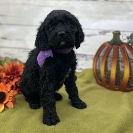 Suki - Black and white female Springerdoodle puppy in Lisbon, Ohio from Willow Lane Doodles