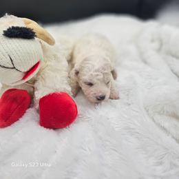 Girl 3 - White female Bichon Frise puppy in Four Oaks, North Carolina from Misty Clark