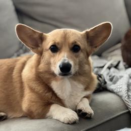 Tonks - Pembroke Welsh Corgi