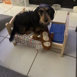 Boxer and Dachshund All Grown Up from Bella Familia Puppies