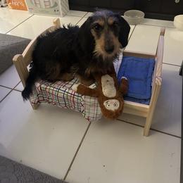 Boxer and Dachshund All Grown Up from Bella Familia Puppies