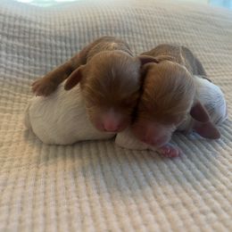 Howie - Red male Cavapoo puppy in Glendale, Arizona from Dashing Dogs