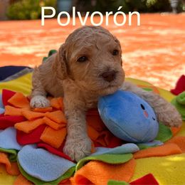 Polvorón - Caramel male Australian Labradoodle puppy in Alamo, Texas from QuiSal Labradoodles
