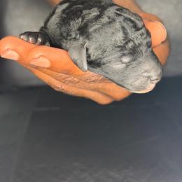 Mickey - Black male Poodle puppy in Fort Lauderdale, Florida from SoFlo Standard Poodles