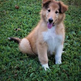 Collie Puppies from Liberty Collies