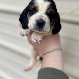 Green Male - Black tan and white male Basset Hound puppy in Clinton, Tennessee from High Hopes Hounds
