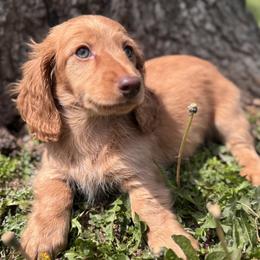 Skyler - Red male Dachshund puppy in Bentonville, Arkansas from T & D Dachshunds by design