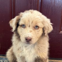 Australian Shepherd puppies from Anchor Brand Aussies