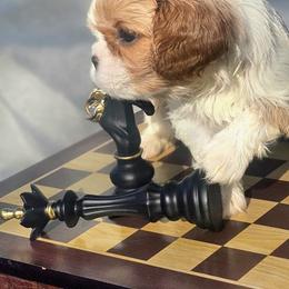 Cavalier King Charles Spaniel and Gordon Setter Puppies from Gleannfae Gordon Setters & Cavalier King Charkes Spaniels