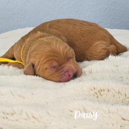 Girl 4 - female Goldendoodle puppy in Sugar Land, Texas from Sugar Doodles