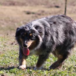 Molli - Blue merle female Australian Shepherd puppy in Laurel, Mississippi from Reeves Australian Shepherds