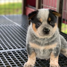 Australian Cattle Dog Puppies from Hudsons Australian Cattle Dogs