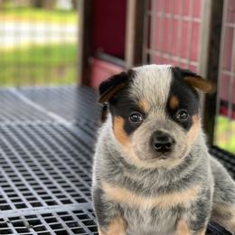 Australian Cattle Dog Puppies from Hudsons Australian Cattle Dogs