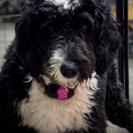 Aussiedoodle and Bernedoodle Puppies from Little Hawcreek Doodles