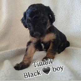 Timbit - black boy - Phantom male Goldendoodle puppy in Stevensville, Montana from 3 Willows Doodles