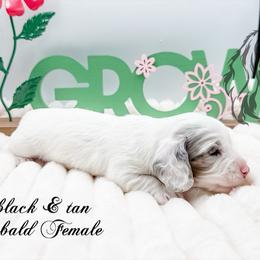 Peep - Dapple female Dachshund puppy in Prairieville, Louisiana from Southern Barron Danes & Dachshunds