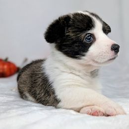 Patsy aka Tuohy - Brindle and white female American Corgi puppy in Clarksville, Tennessee from Cold Creek Family Farm LLC