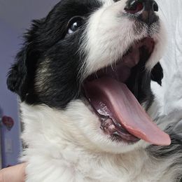 Australian Shepherd Puppies from Cali's Australian Shepherds