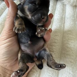 Willow ( tiny toy) - Tri-color female Yorkipoo puppy in Fredericktown, Missouri from Doodle Pups Fur-Ever