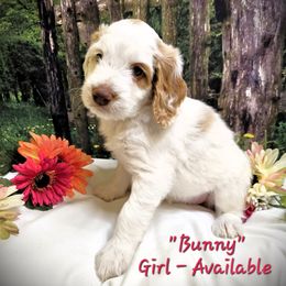 Pink (Bunny) - Cream Labradoodle puppy in Greenville, North Carolina from Tyson's Farm Doodles