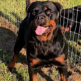 Nina - Rottweiler
