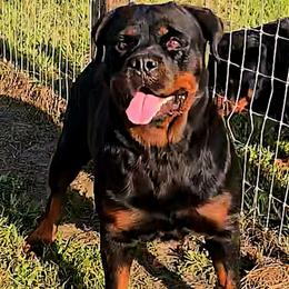Nina - Rottweiler